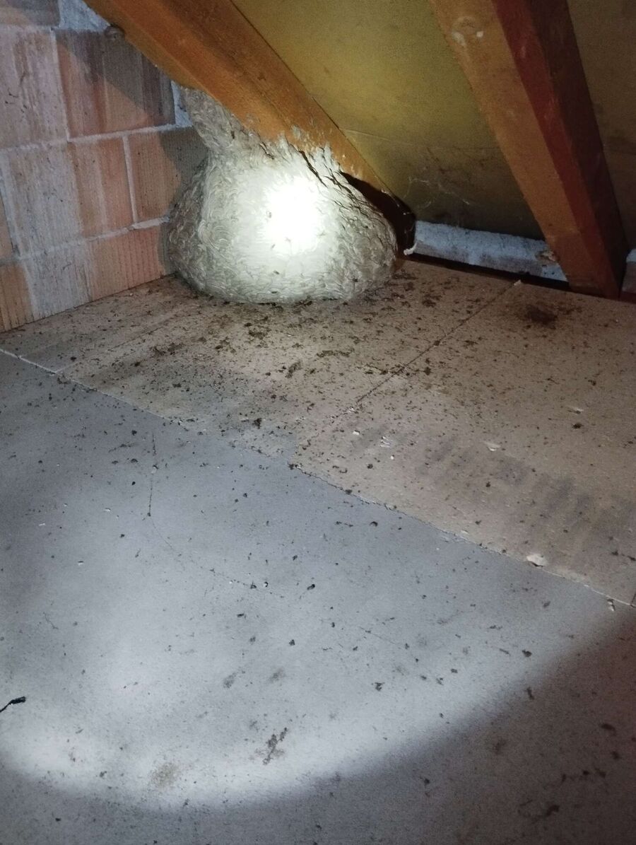 Hornissenbekämpfung