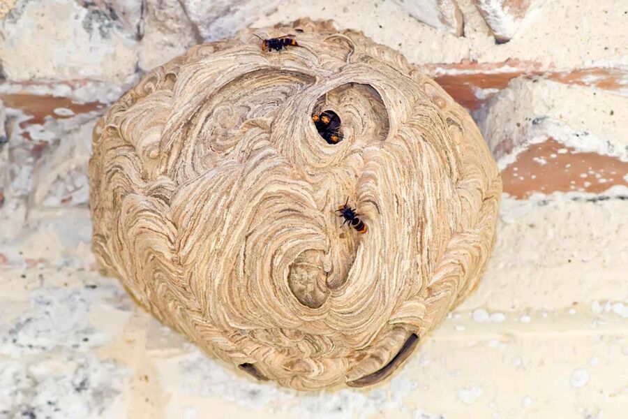 Asiatischen Hornissen vertreiben