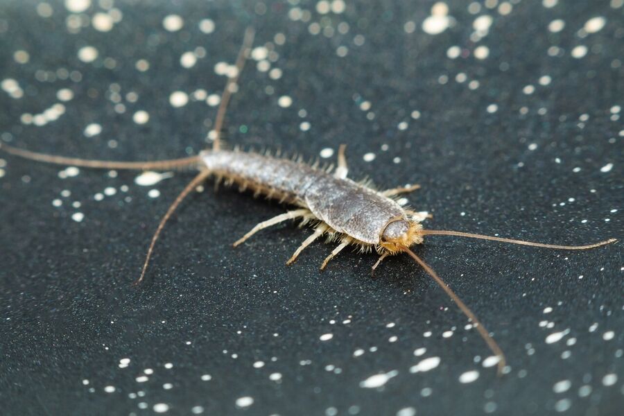 Silberfischbekämpfung