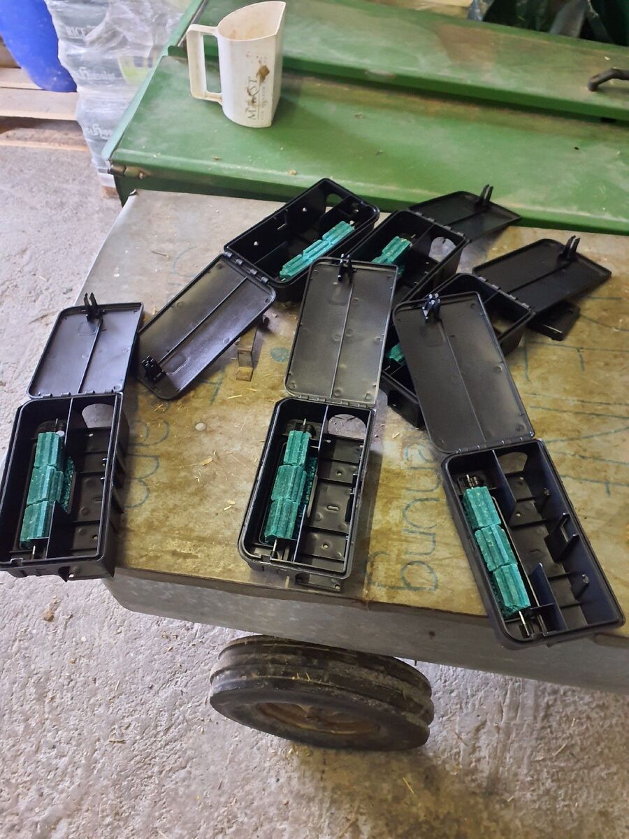 Ratten_Bekaempfung (67).jpeg