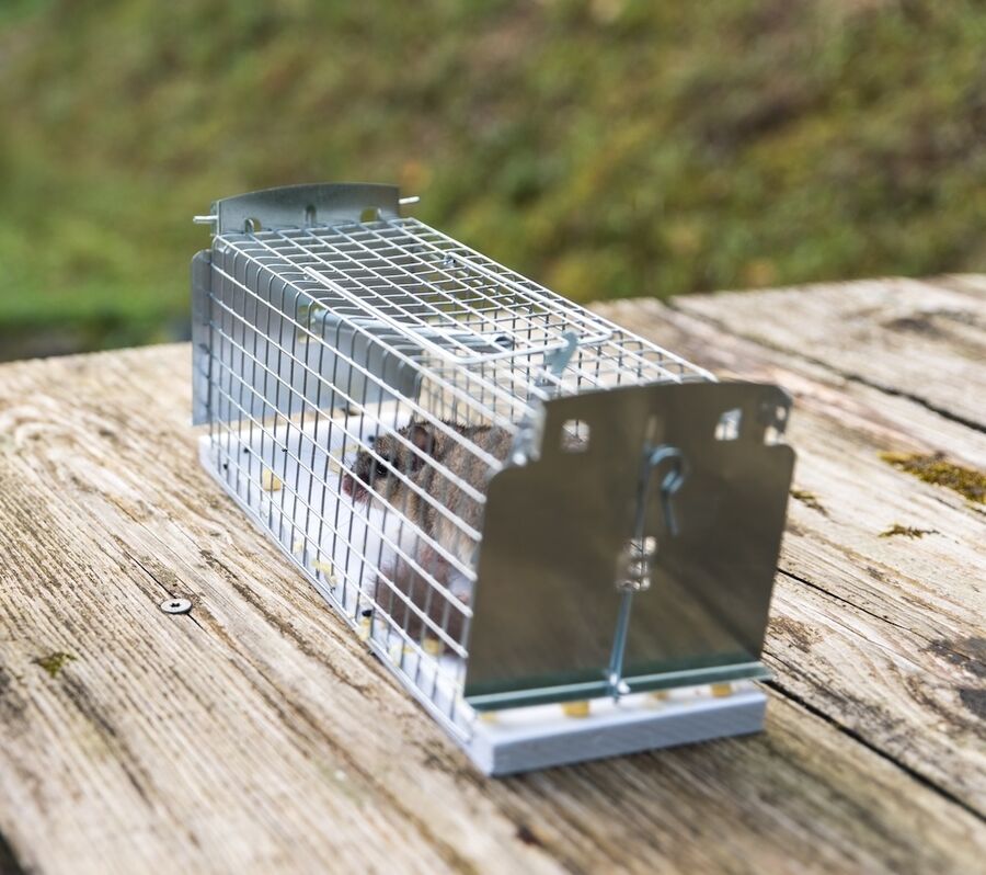 Spezialisten für effektiven Marderschutz für Luzern