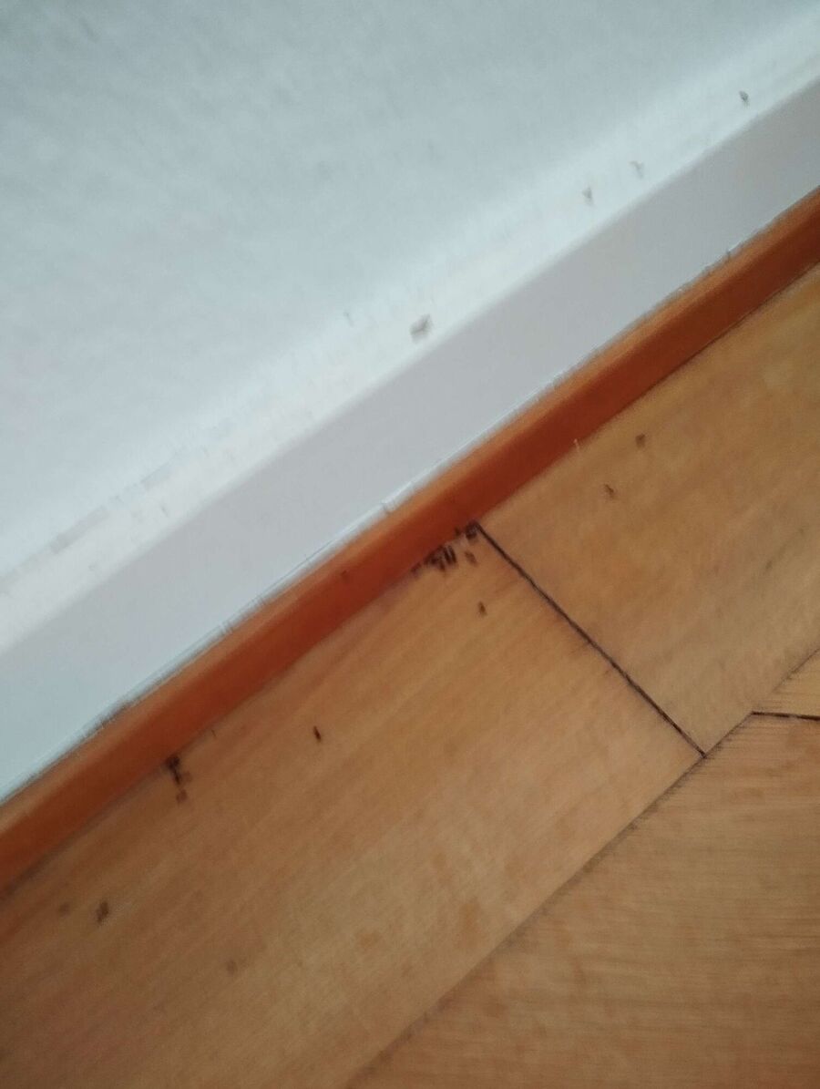 ameisen_vertreiben_bekaempfen_entfernen (14).jpeg