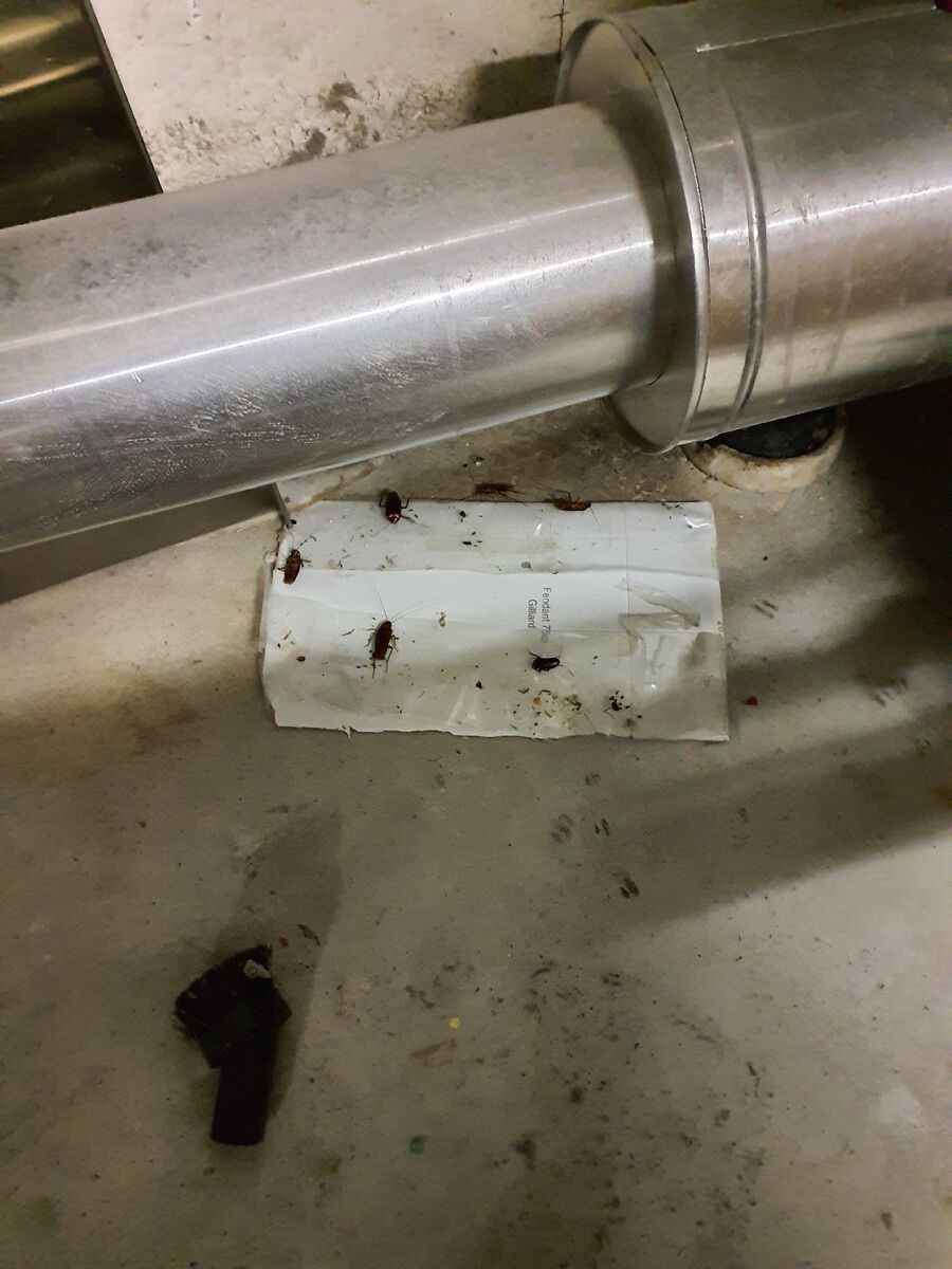 Schaben & Kakerlakenbekämpfung