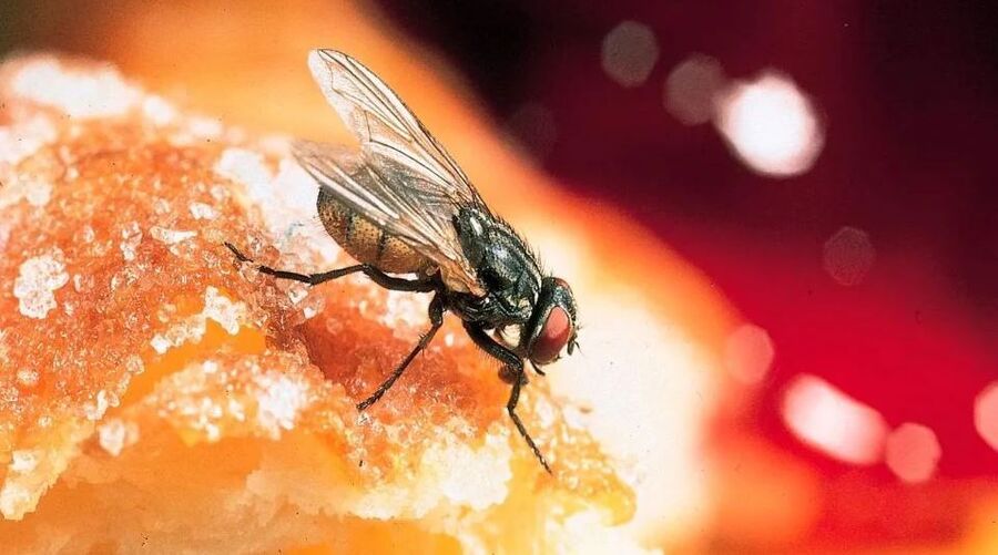 Fliegenbekämpfung