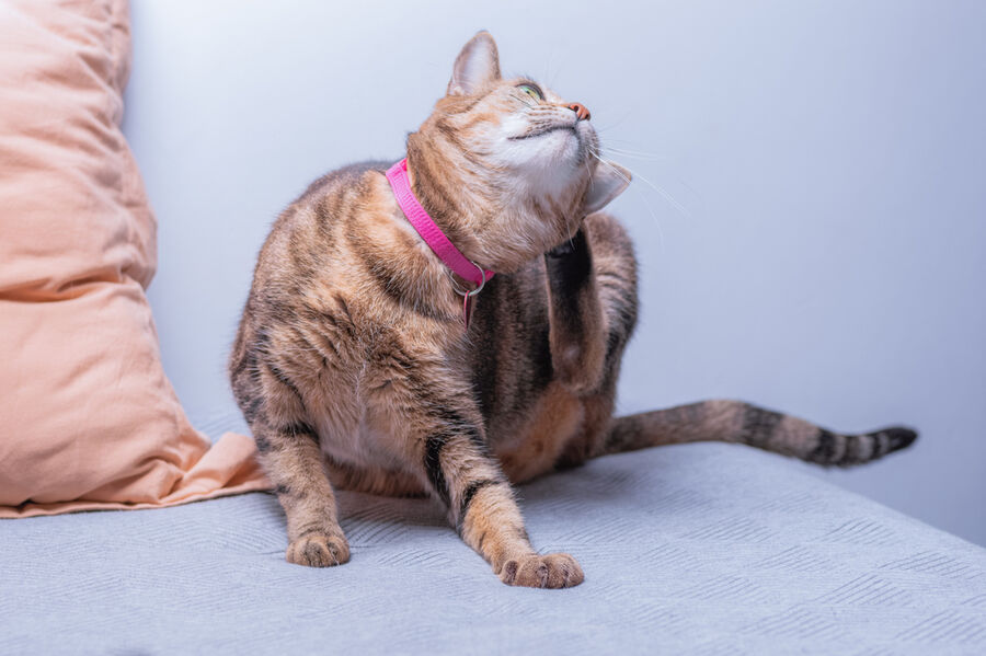 floehe haus Luzern.jpg