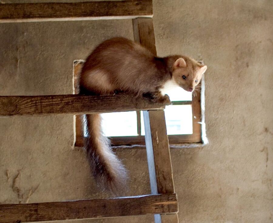 Marder vertreiben vom Schädlingsbekämpfer