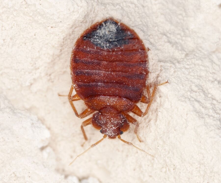 Luzern bettwanzen.jpg