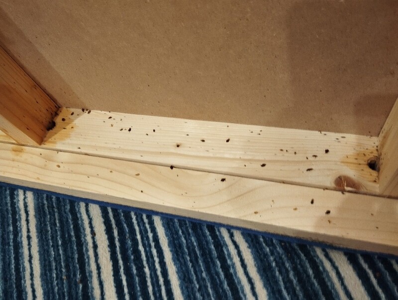 Floehe bekaempfung Luzern kammerjaeger schaedlingsbekaempfung