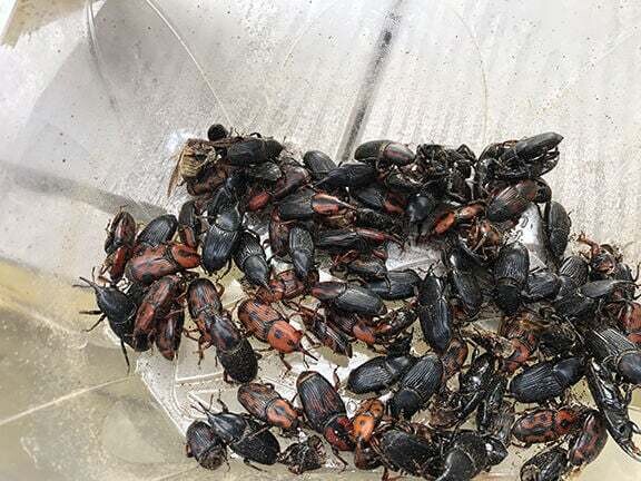 K&auml;ferbek&auml;mpfung