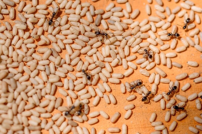 ameisen bekaempfung Luzern kammerjaeger schaedlingsbekaempfung