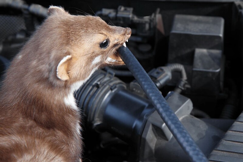 marder abwehr Luzern kammerjaeger schaedlingsbekaempfung