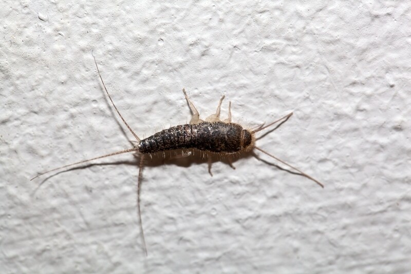 Silberfische Luzern Schlaedlingsbekaempfung Kammerjaeger